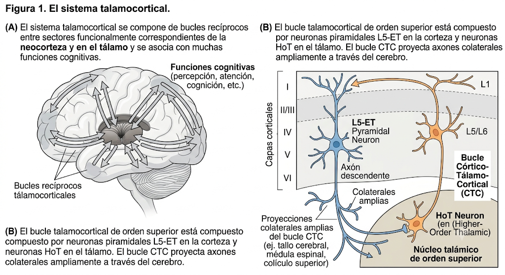 Figura 1. El sistema talamocortical